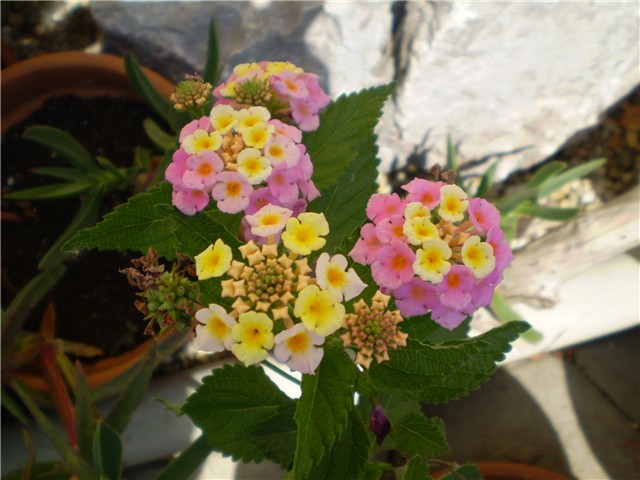lantana